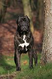 CANE CORSO 1414